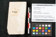 Foto (Objekt + Etikett) von Olea noti Unger (NHMW-GEO-2024-0188-8153)